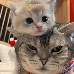 学生被❌娇喘出奶视频
